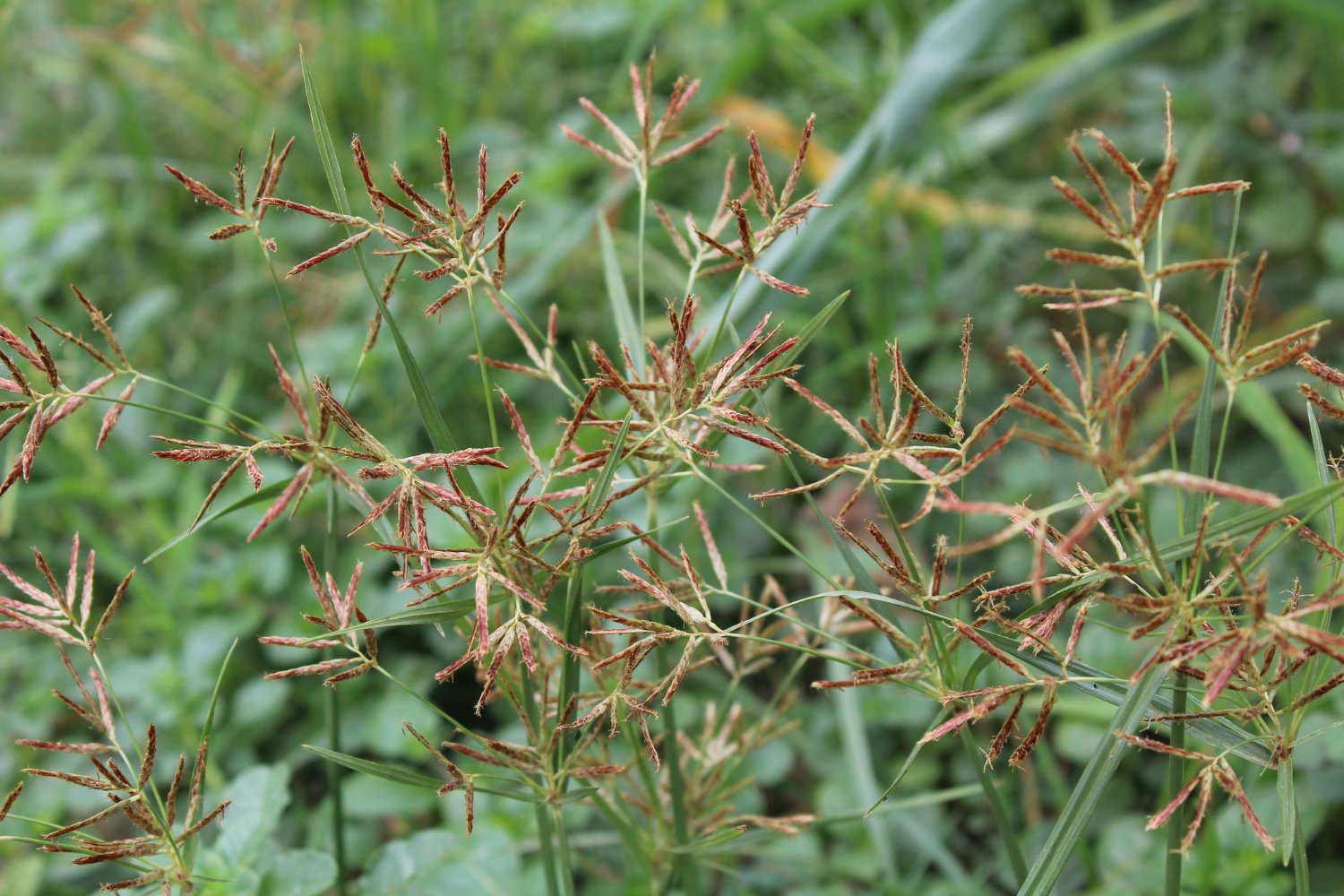 Cyperus Oil