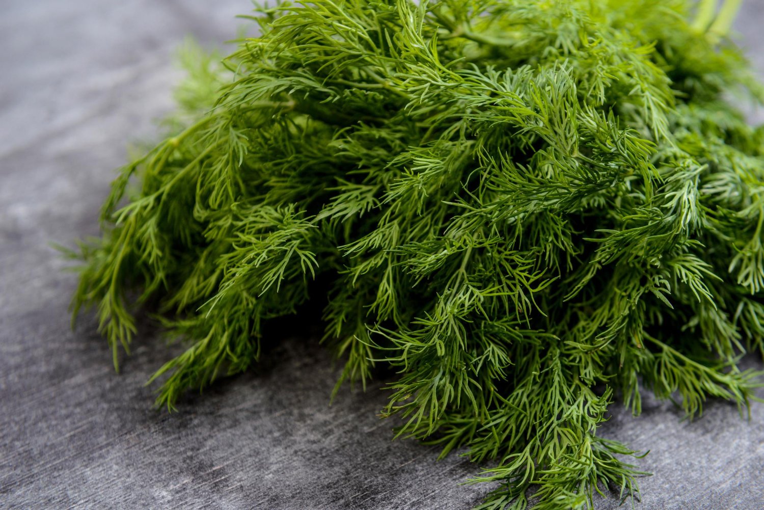 Dill Oil