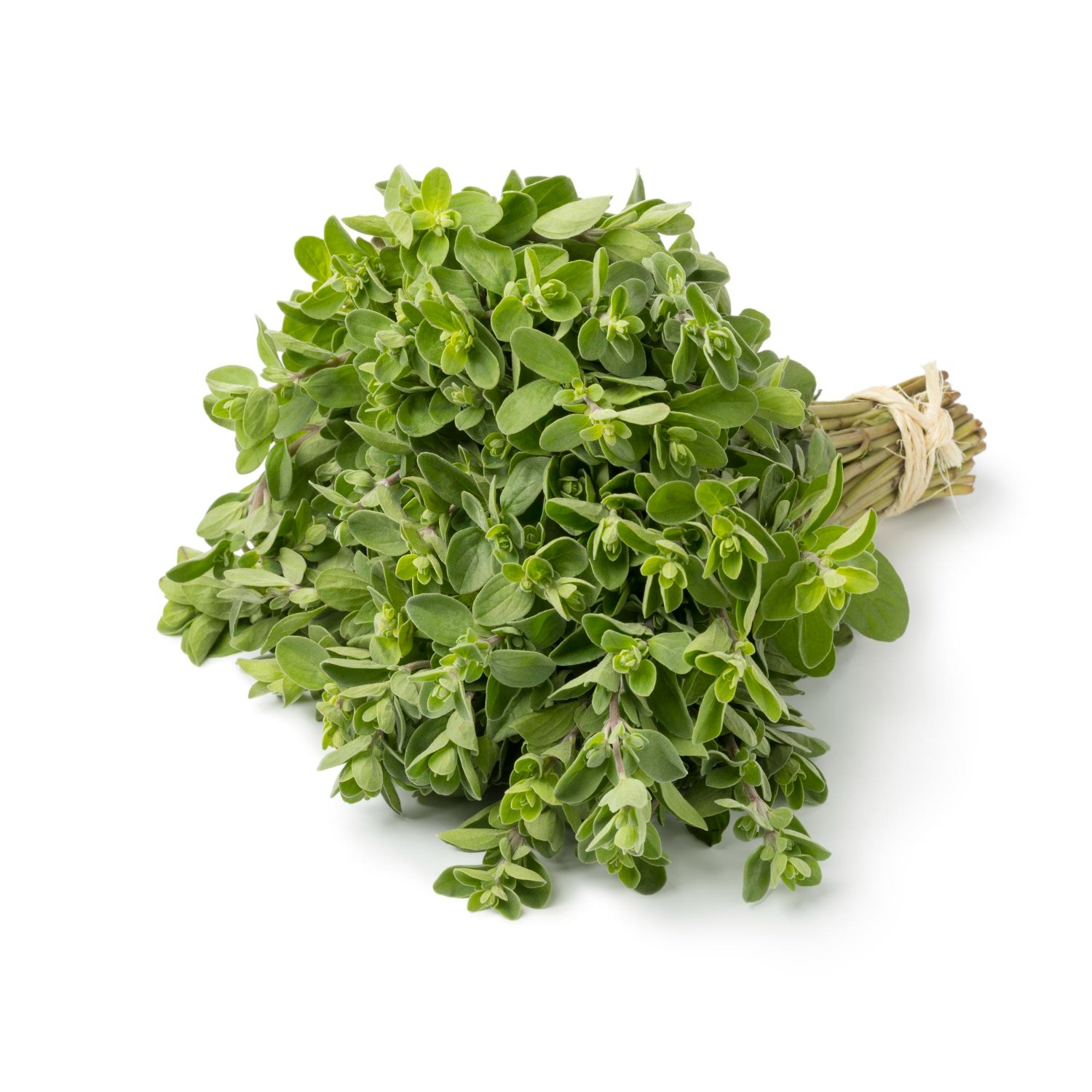 Marjoram Oil