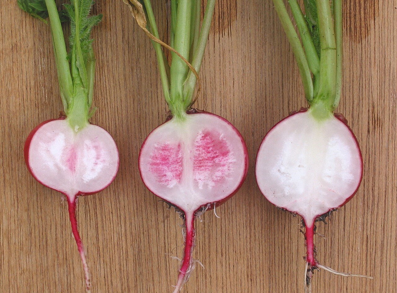 Radish-Seed-Oil