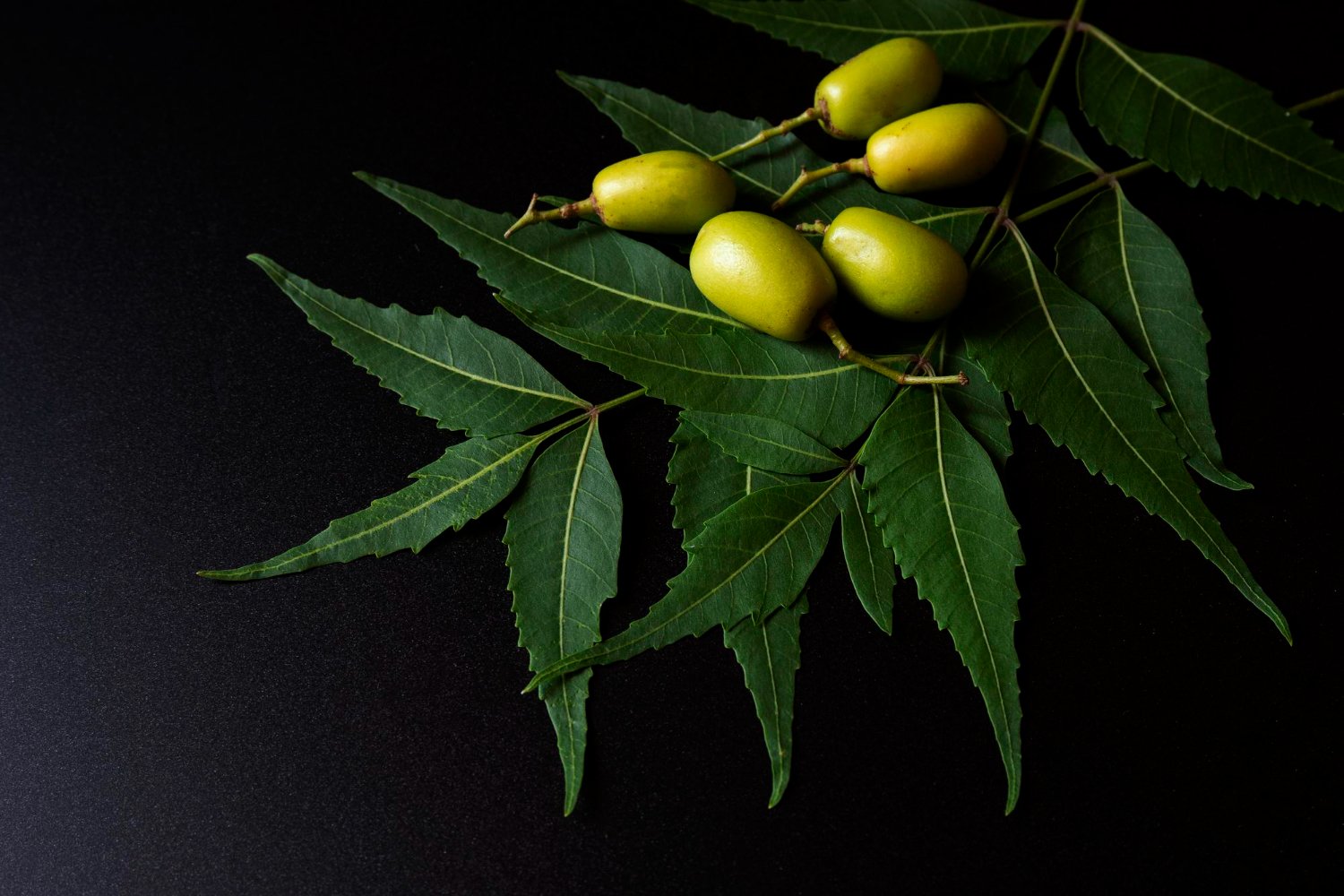 neem oil